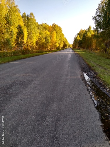 an asphalt road in an autumn forest with a blue sky © Varvara