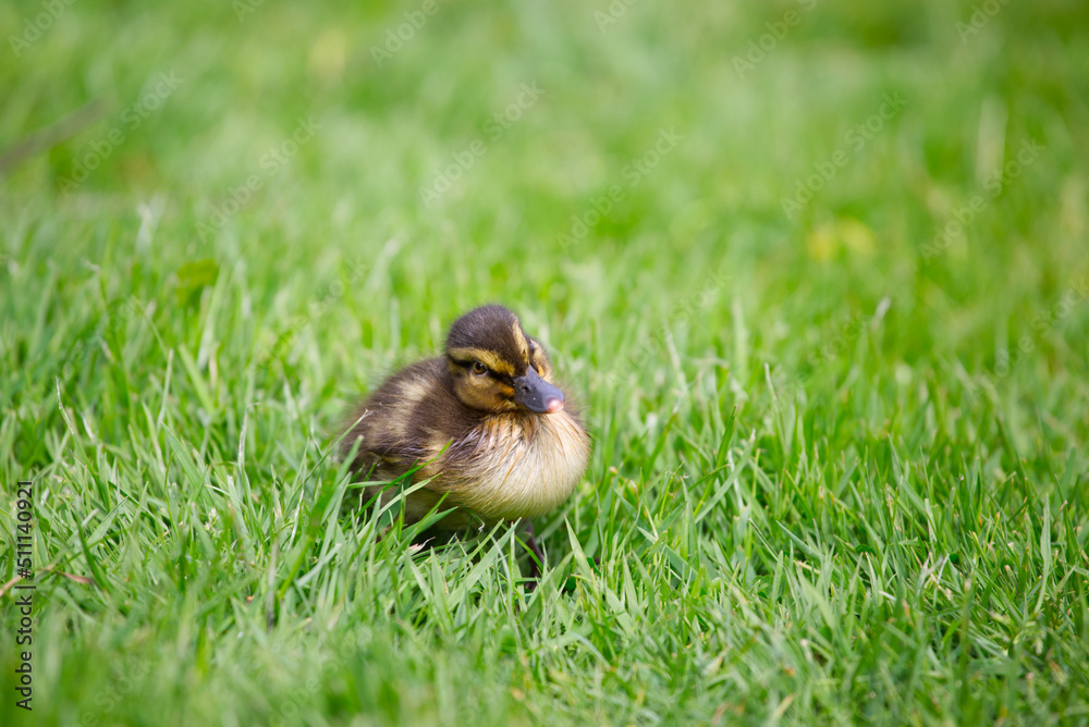 Cute duckling in a lush green field 