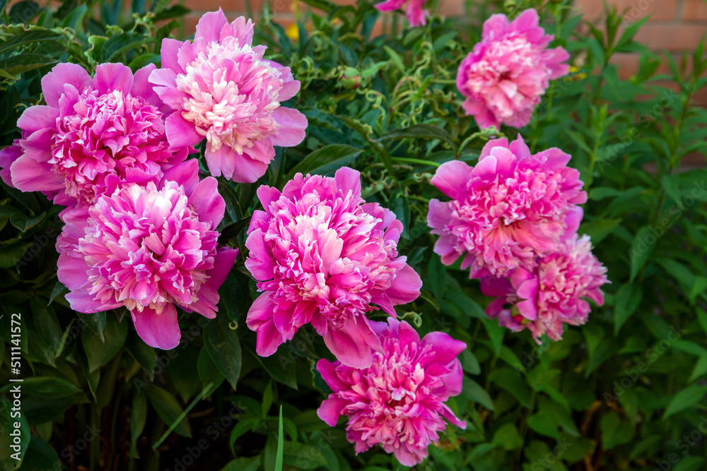 Lush pink peonies blooming in a flower bed. Perennial flowers, landscape design. Lush pink peonies blooming in a flower bed. Perennial flowers, landscape design.
