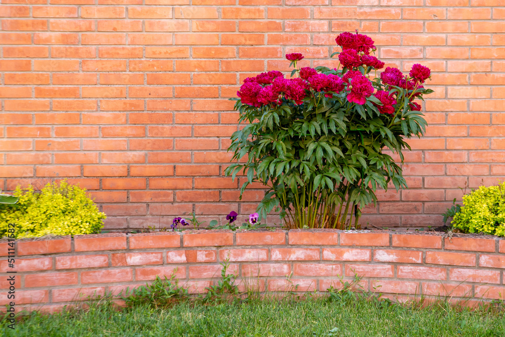 A bush of lush burgundy peonies against a brick wall. Perennial flowers, landscape design.