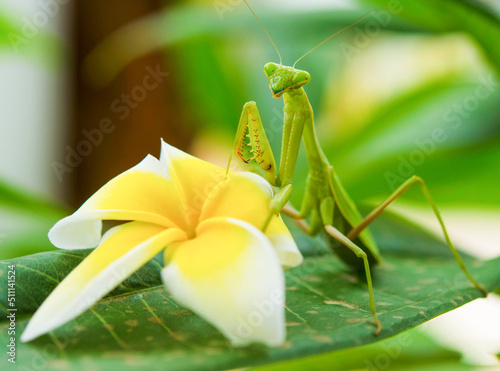 Praying mantis in yellow lily flower 