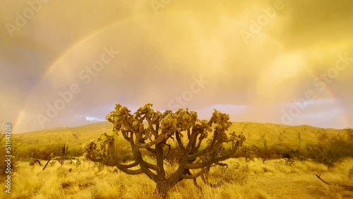 Arizona desert monsoon season with rainbow and cholla cactus. 