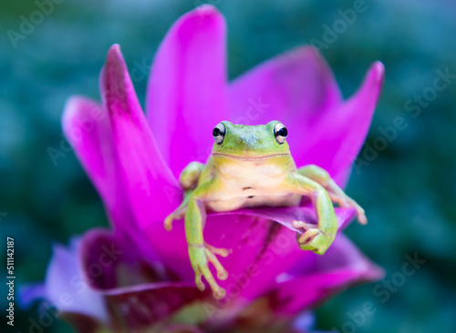 frog on a purple leaf