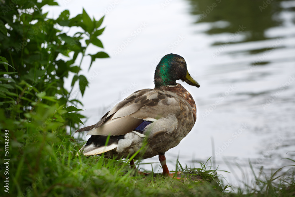 Mallard looking at a silver lake Mallard looking at a silver lake