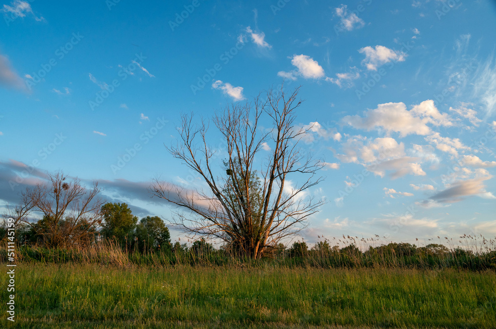 Obraz premium FLOWER,TREE,PLANTS,ANIMALS, LANDSCAPE