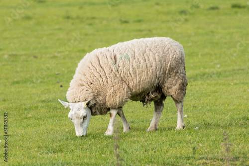 A lone sheep grazes in a field of lush green grass in South Wales. This woolly creature is found by hikers on public paths but is a farmed animal