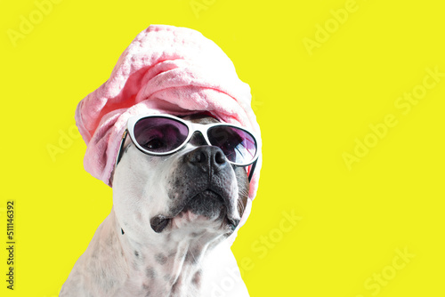 A dog in a bath towel or a hat. Funny American stafford photo