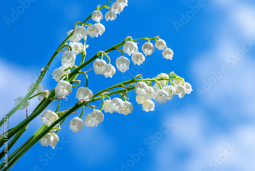 Stems with bells of lilies of valley on sunny day against cloudy blue sky. Lily of valley flowers against sky.