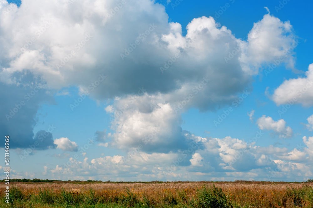 Large endless field of wheat. Above field is blue summer sky with large white clouds illuminated by sunlight. Large endless field of wheat. Above field is blue summer sky with large white clouds illuminated by sunlight.