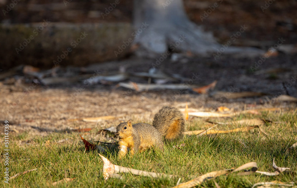 A fox squirrel foraging in the grass in California. A fox squirrel foraging in the grass in California.