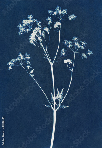 Sun-printing or cyanotype process. Skeleton flowers cyanotype