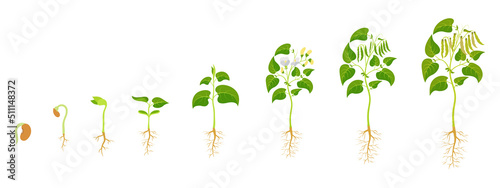 Stages growthf green beans. Legume development infographic.