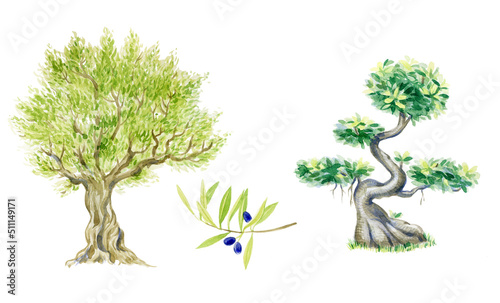 Old olive tree. Bonsai ficus tree. Watercolor olive branch isolated on white background.