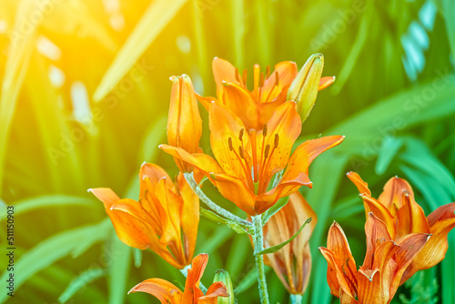 Fotografie, Obraz Orange lily