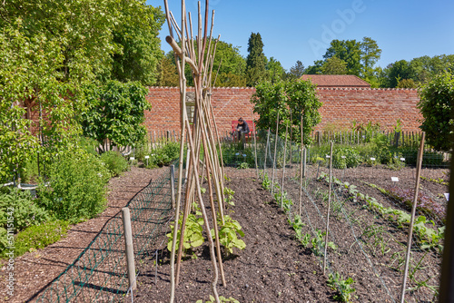 Bohnenstangen im Gemüsegarten