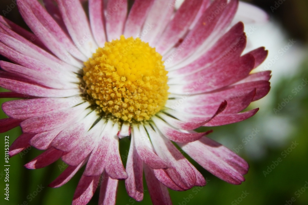A beautiful pink flower with a yellow center. A beautiful pink flower with a yellow center.