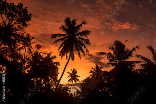 Background tropical natural landscape with coconut palm trees on fantastic sunset, amazing orange sky with clouds for concept of summer vacation and business travel © Alex Vog