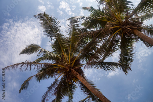 Background tropical nature landscape with coconut palm trees on fantastic seascapes  amazing blue sky with clouds for concept of summer vacation and business travel