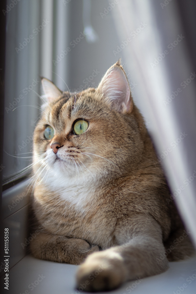 Green - eyed British Shorthair Golden Chinchilla NY25