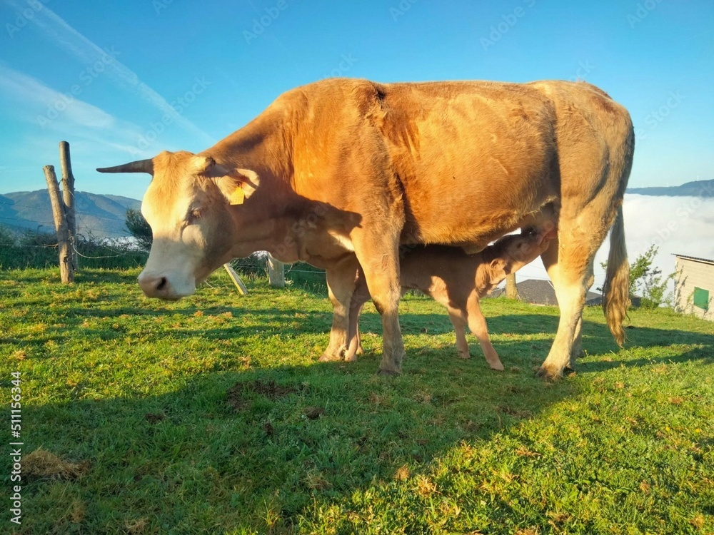 Ternera mamando de una vaca