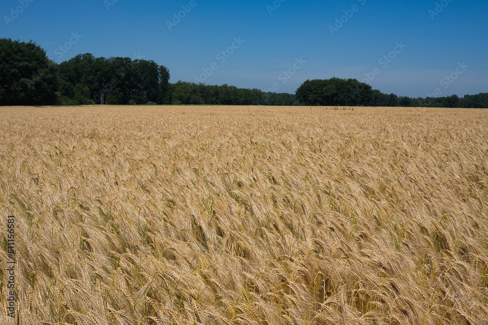 Getreide Gerstenfeld im Frühsommer am Waldrand