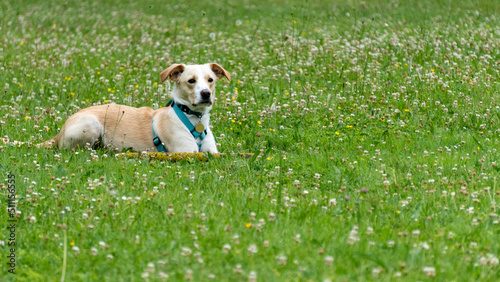 Adorable young labrador cross dog, white and red, lying in the lawn