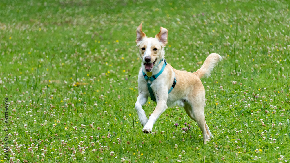 Adorable young labrador cross dog, white and red, in the middle of a race, in the middle of nature