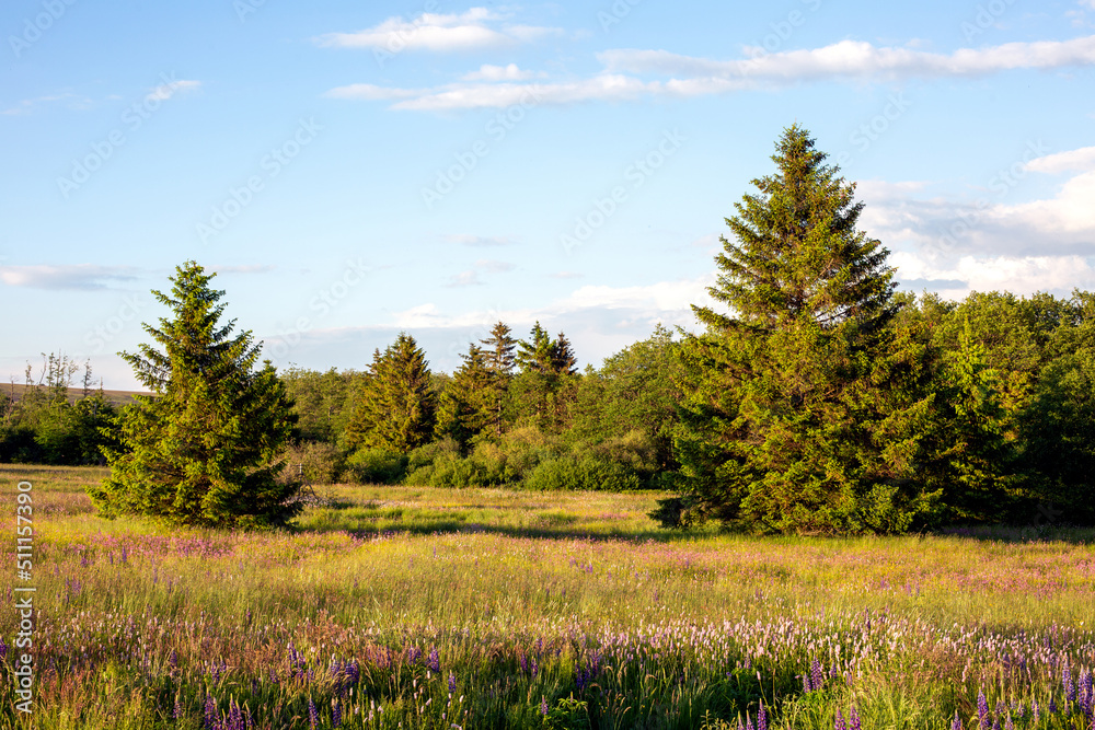 view of fir trees and wildflowers with blue sky view of fir trees and wildflowers with blue sky