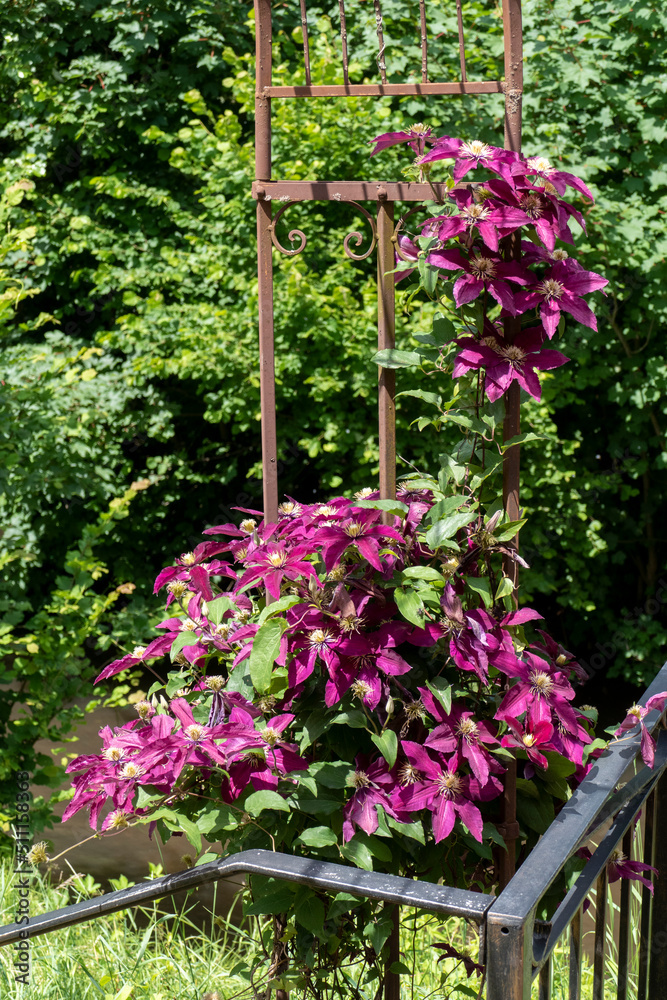 violett farbene Clematis, Waldrebe Blüten 