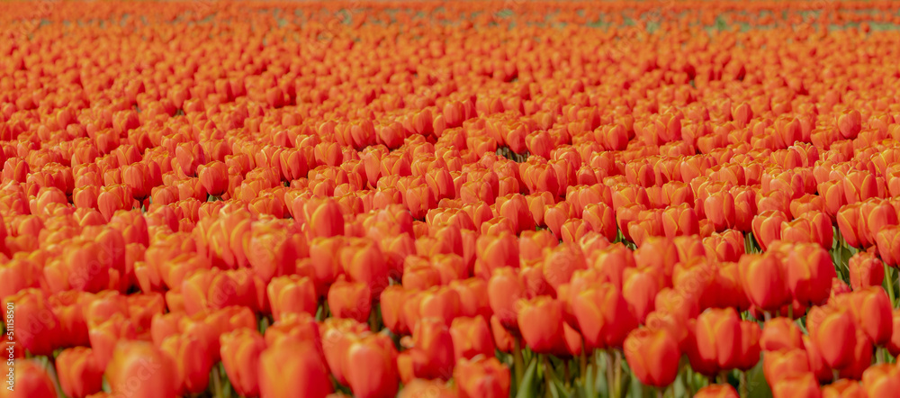 Banner design or panorama, Selective focus of orange flowers in the field, Nature floral background, Tulips form a genus of spring-blooming perennial herbaceous bulbiferous geophytes, Netherlands.