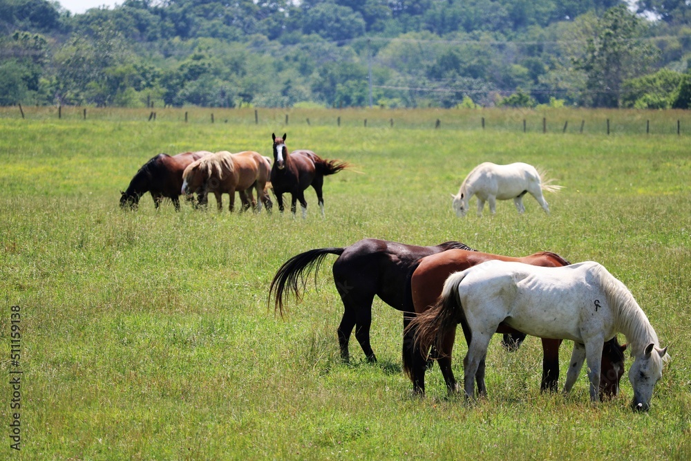 horses in the meadow horses in the meadow