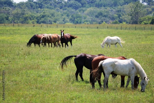 Fototapeta Naklejka Na Ścianę i Meble -  horses in the meadow