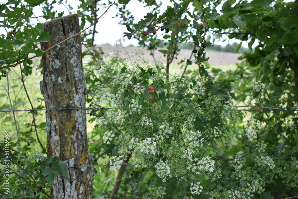 Fototapeta premium Summer Fence Row
