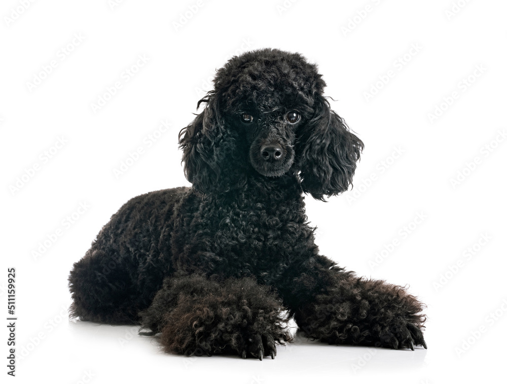 poodle in studio poodle in studio