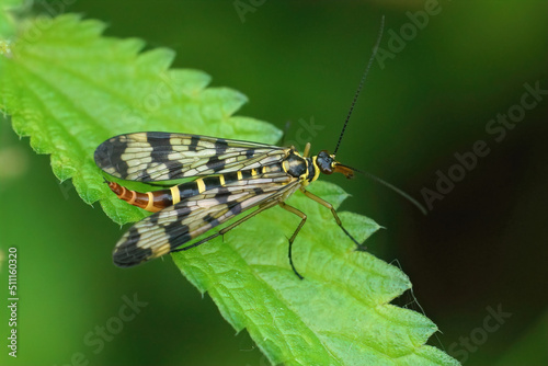 Closeup on a female common scorpionfly, Panorpa vulgaris sitting on a green leaf © Henk