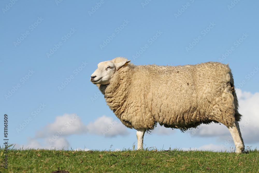 sheep in the field