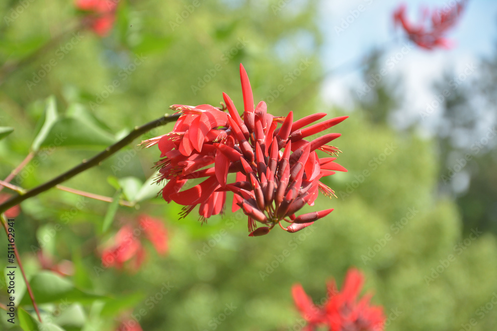 red Erythrina crista-galli also known as cockspur coral-tree blossoms in sunny afternoon red Erythrina crista-galli also known as cockspur coral-tree blossoms in sunny afternoon