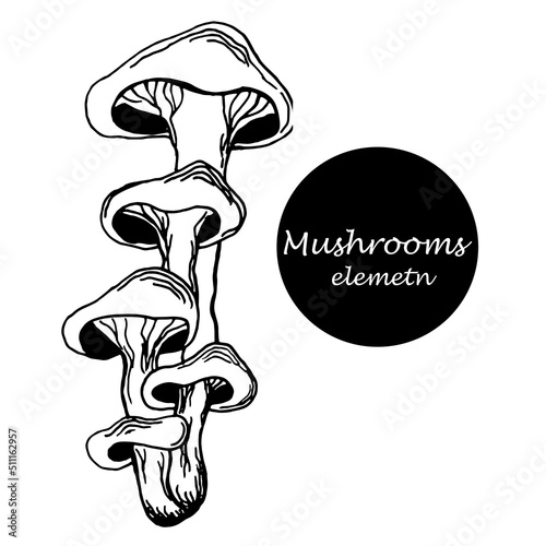 silhouette of mushroom. one element. contour of oyster mushrooms in the style of engraving. graphics are linear. Eco-food vintage vector illustration for print, internet, fabric and infographics.