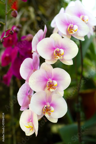 Flowering branch of white-pink Phalaenopsis orchid