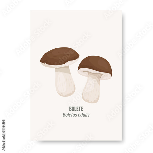 Vector Bolete Mushroom Isolated on White. Card with Hand Drawn Cartoon Bolete, Porcini Mushrooms. Design Template, Clipart. Boletus Edulis, Penny Bun. Mushroom Couple
