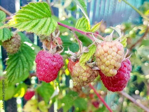 framboises, fruits rouges, printemps