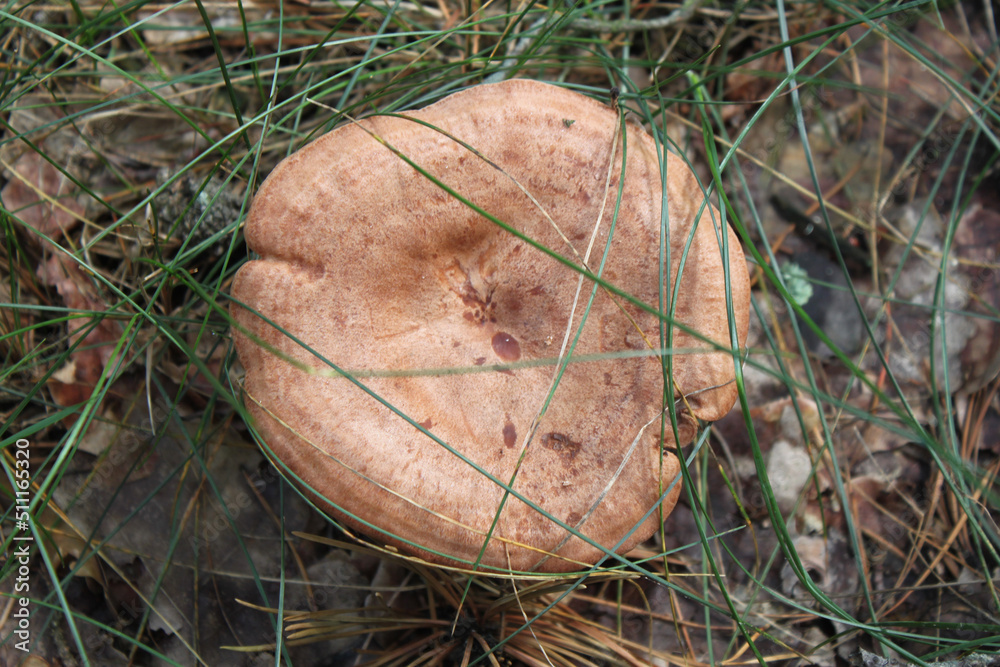 Young mushroom germinated in green grass close-up Young mushroom germinated in green grass close-up