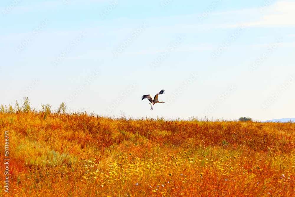 Stork flies over the hill . One bird at summer meadow