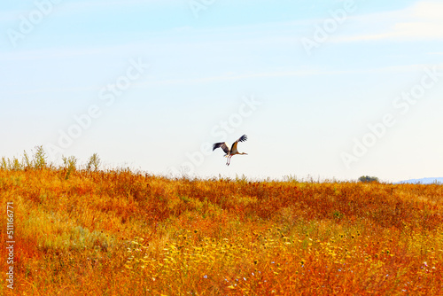 Stork flies over the hill . One bird at summer meadow