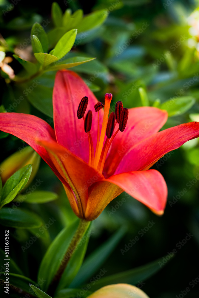 Fototapeta premium Red lily