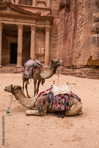 Camels in the desert near Perta, Jordan