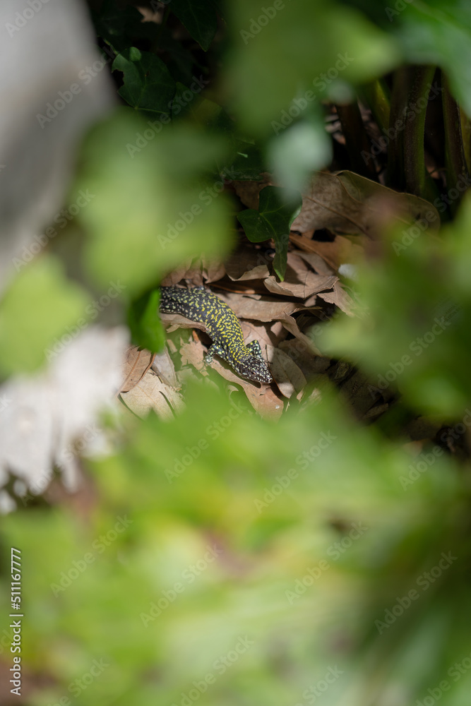 lizard Rome lizard Rome