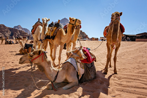 Camels in the desert near Perta, Jordan © Natalia