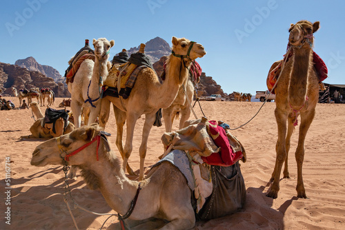 Camels in the Wadi Rum desert, Jordan © Natalia