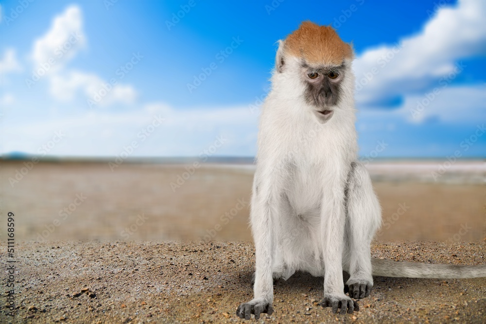 Fototapeta premium sitting cute monkey chimpanzee baby relaxes